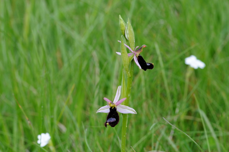 Orchidee del Chianti - Ophrys sphegodes e altre...